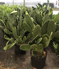 Prickly Pear Green Opuntia Cactus